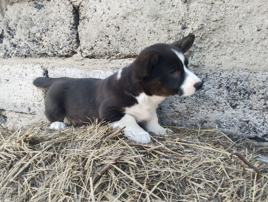 Милые малыши вельш корги