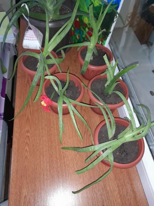 Продам Алоэ Вера.