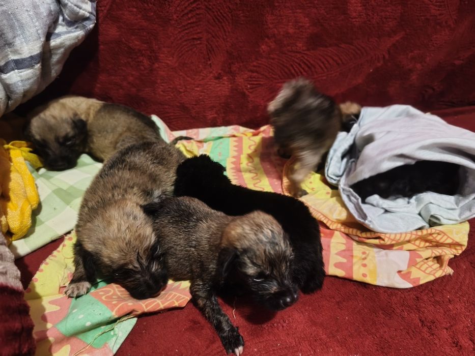 Отдам щенков в любищие руки