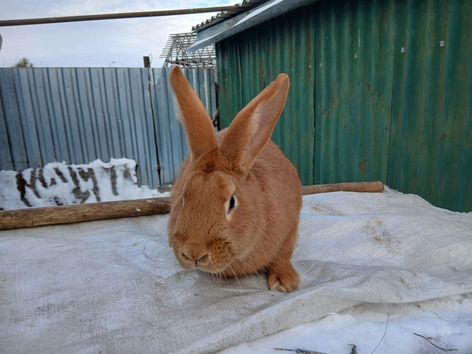 Продам кроликов.
