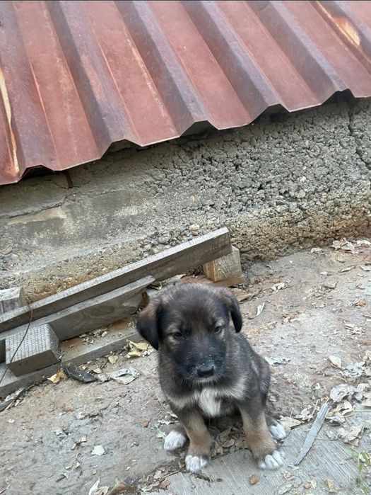 Отдам щенков в добрые руки