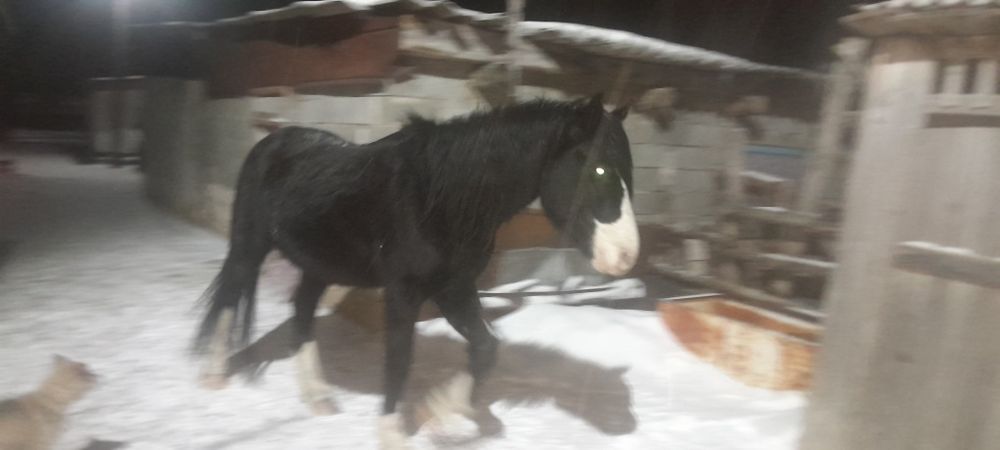 Жылқы сатылады  Еркек