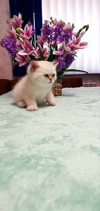 Британский котёнок color point | Мальчик | Отец WCF BRI ns 12 33