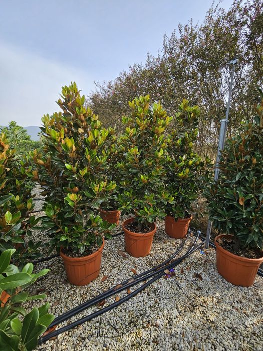 Magnolia grandiflora tufa și copac