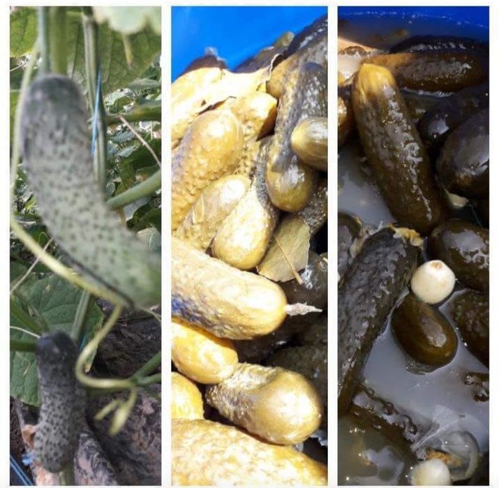 Castraveti murari în saramura producție 2025