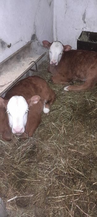 Тёлочка симентал