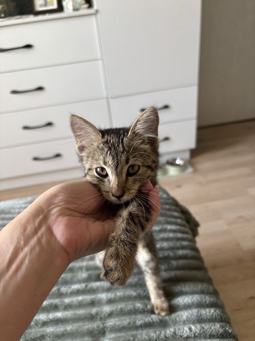 Отдам котенка девочку в добрые руки