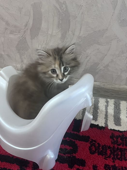 Отдам котенка в добрые руки