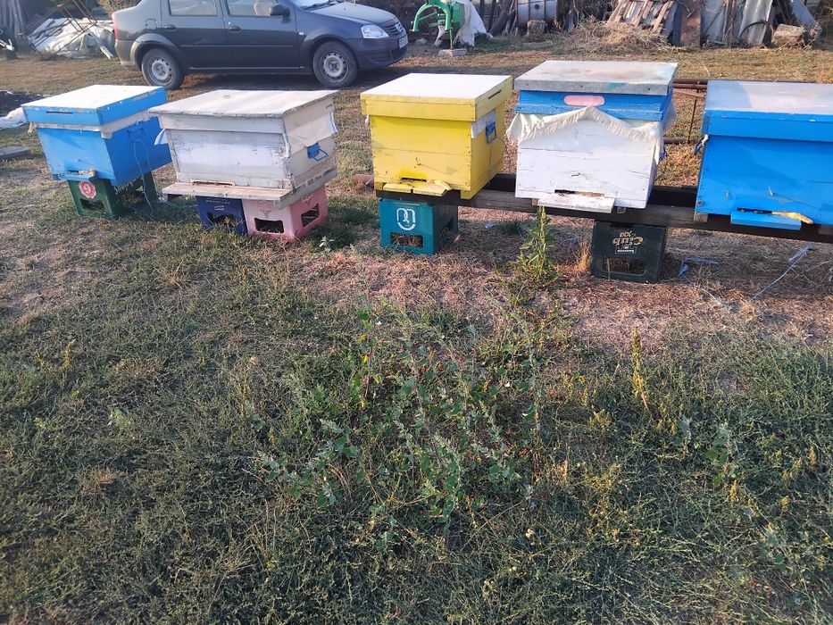 Ofer spre vânzare familii de albine