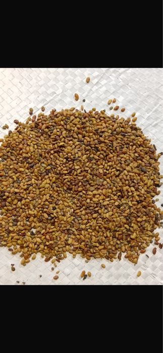 Vand seminte de lucerna si ghizdei