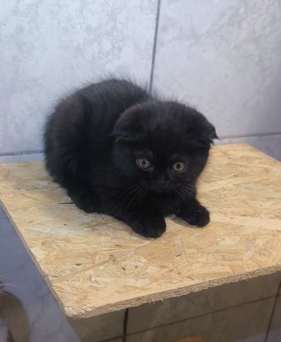 Scottish fold black de la crescător Felisa