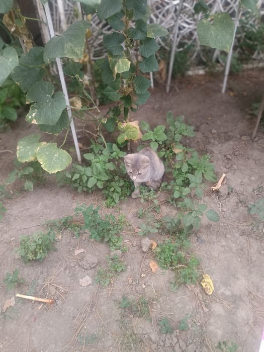 Котята крысыловы в добрые руки