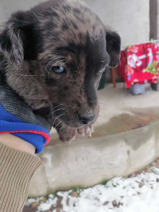 Vând  cățel Teckel