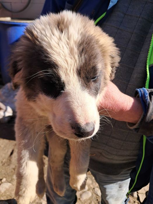 Ofer spre adoptie catei metis Asia Centrala