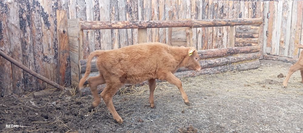 Продам телят.        .