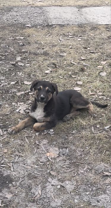 Отдам щенят в добрые руки