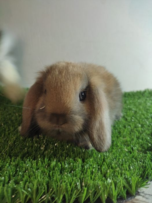 Fransuzkiy Baran bolalari 1oylik