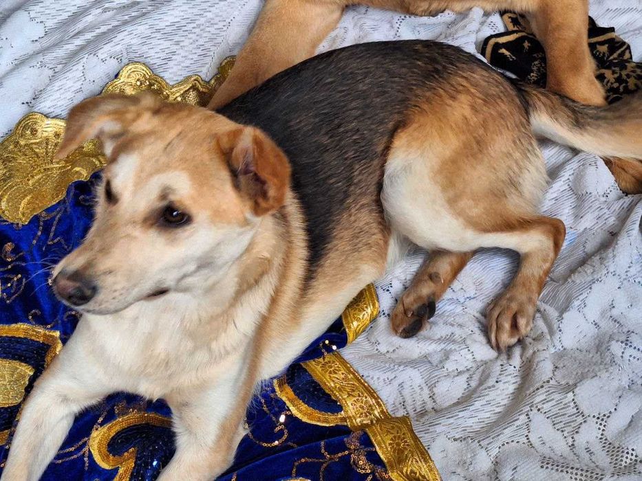 Пристраивается девочка Соня, только в ответственные ручки