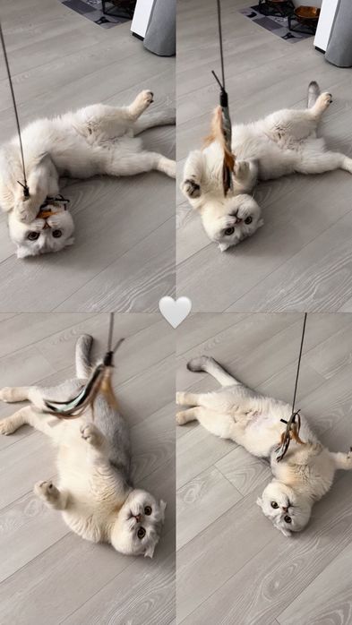 Серибристая шиншилла вязка