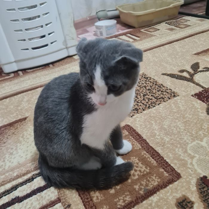 Вислоухий котенок, девочка