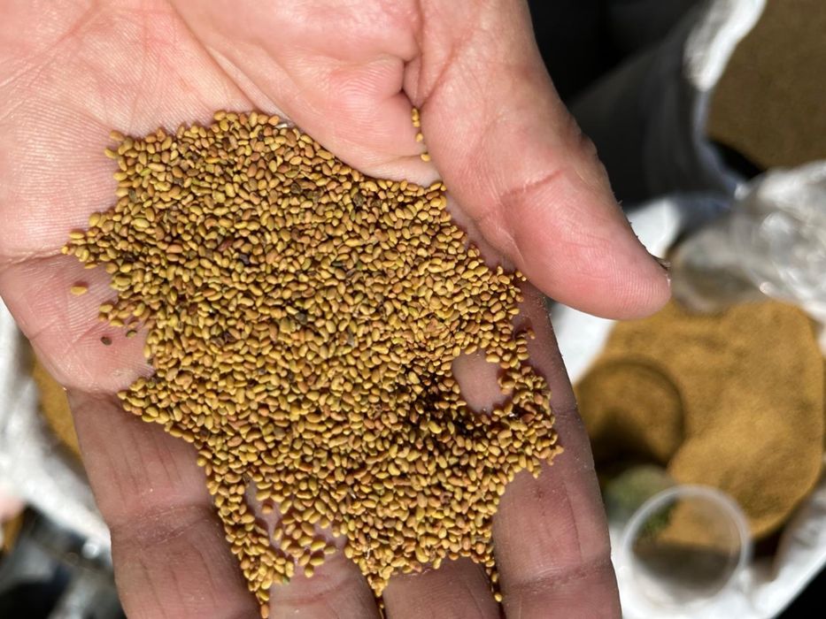 Жонашқа ұрық ,жүгері ұрық таза