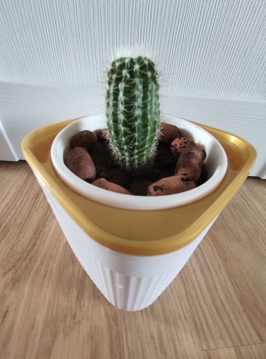 Кактус для энергии