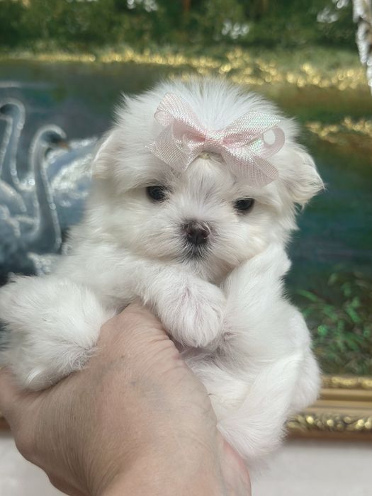 Супер девочка мальтезе беби фейс