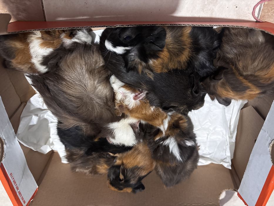 Porcușori de guineea