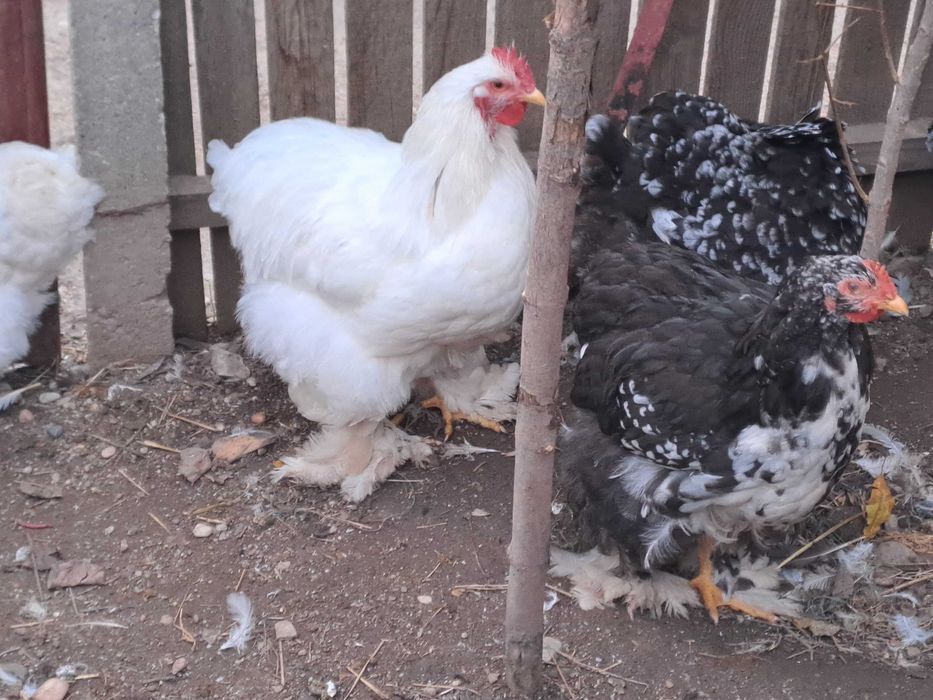 Vând găini și cocoși cochinchina