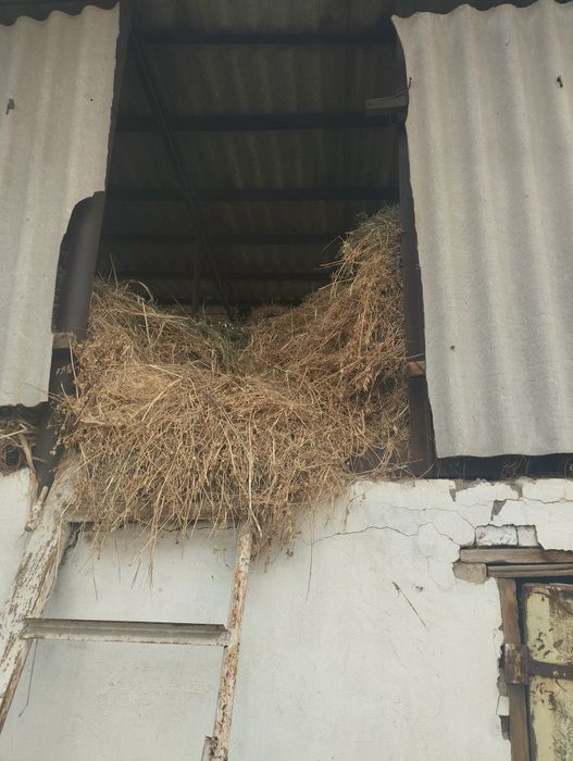 Беда хашак сотилади