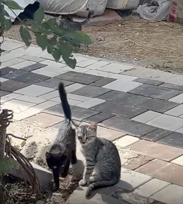 Котенок мальчик окрас таби