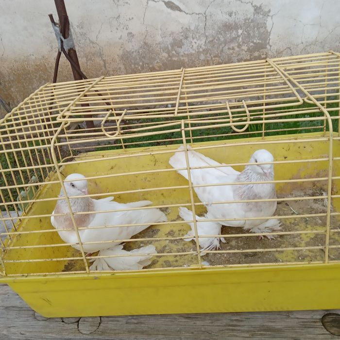 Продам домашних голубей.