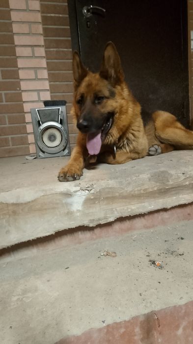 Немецскй овчарка