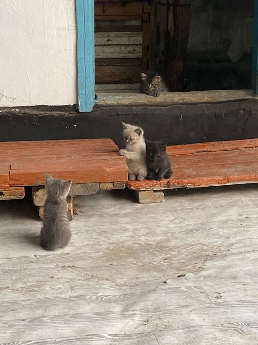 Отдам маленьких котят