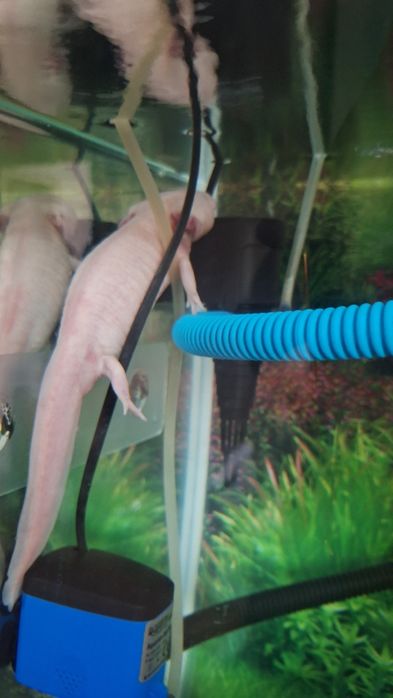 Аксолотль, в продаже  взрослые.