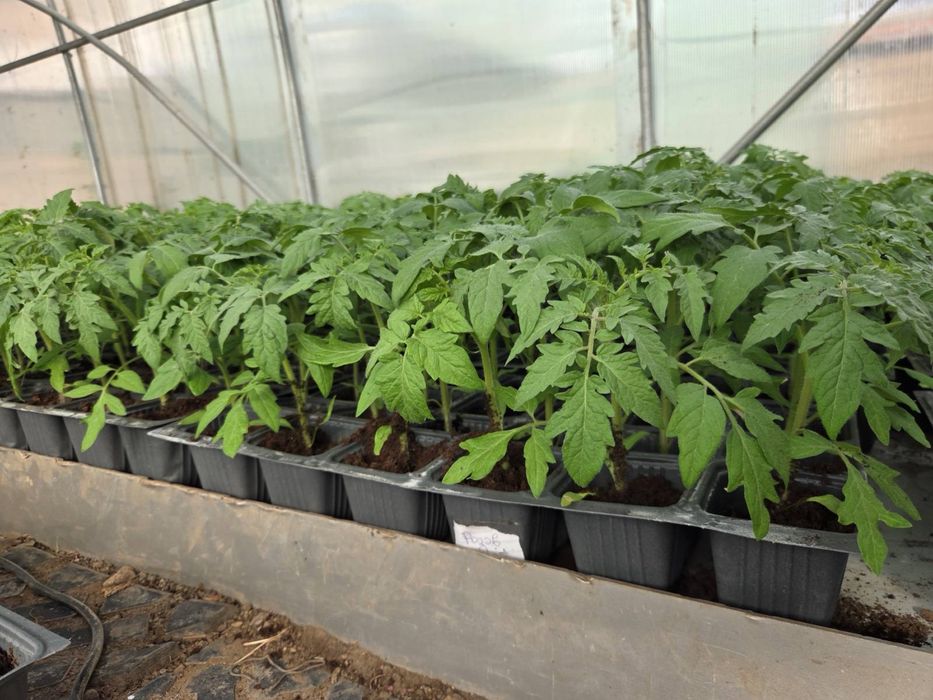 Разсад домати Нови Искър