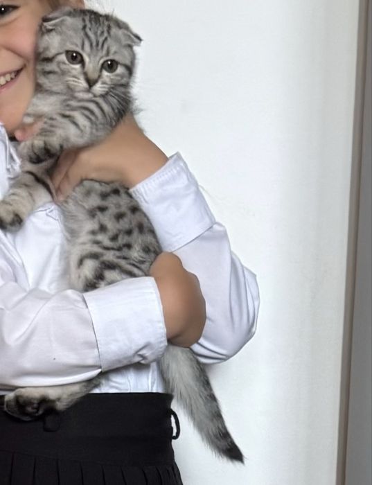 Pisicuta scottish fold