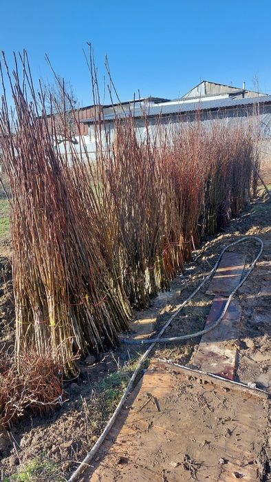 Продам саженцы итд