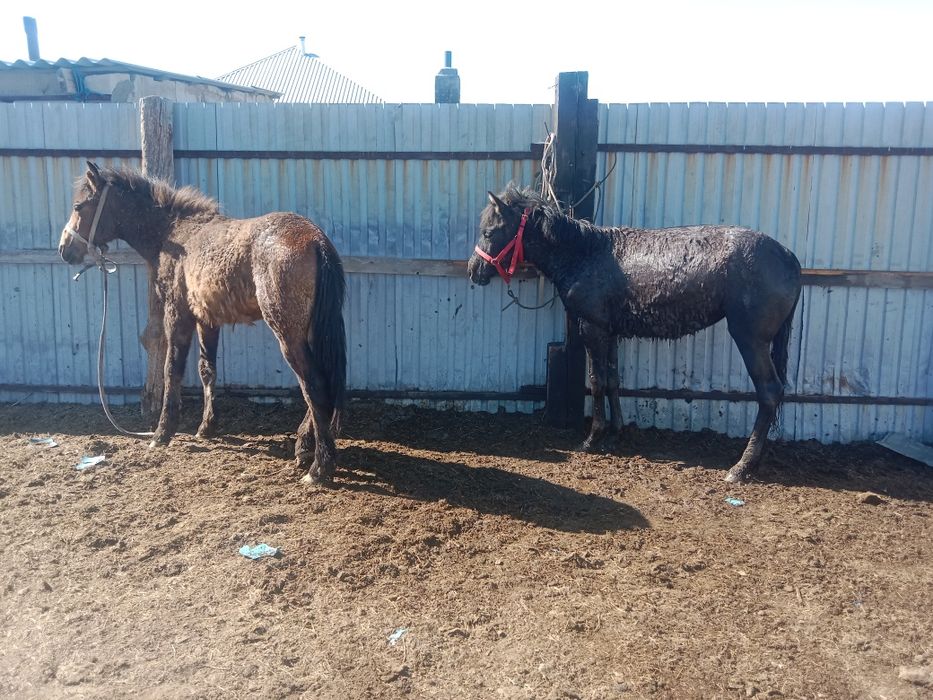Продам тайчиков годовалых