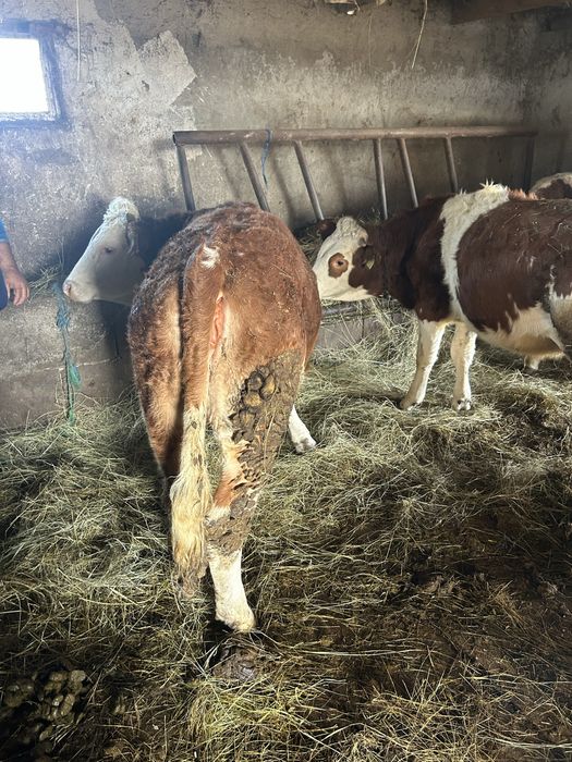 Vand animale  cai vaci oi