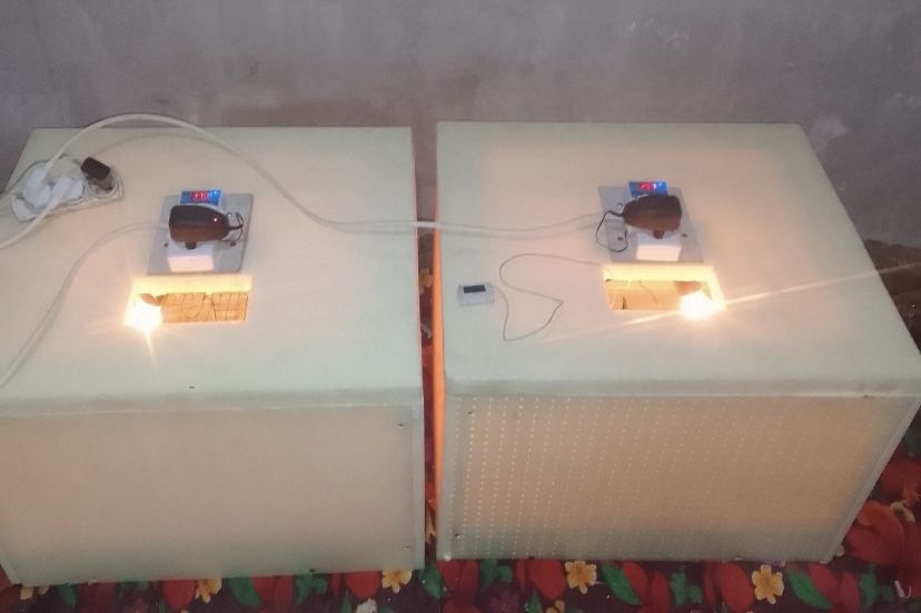 Инкубатор балапанға арналған