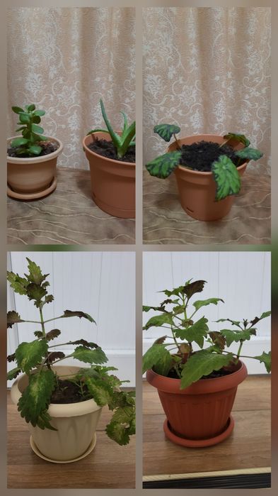 Домашние растения разные.