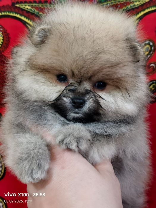 Шикарный мишка померашка