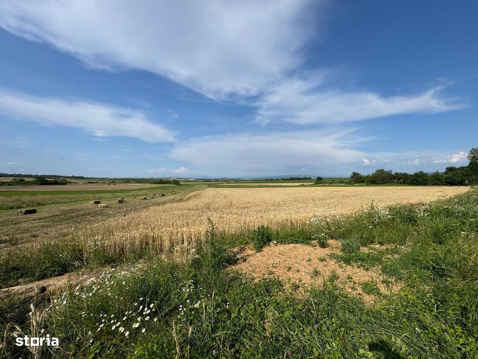 Teren intravilan de vanzare – Viile Satu Mare