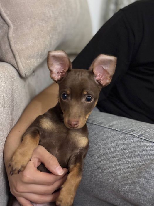 Той - терьер русский мини