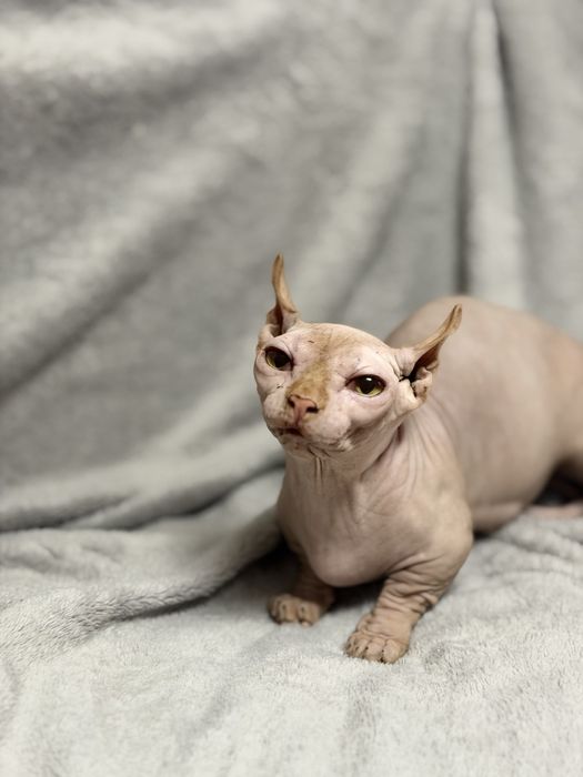 Продается кошка бамбино двельф