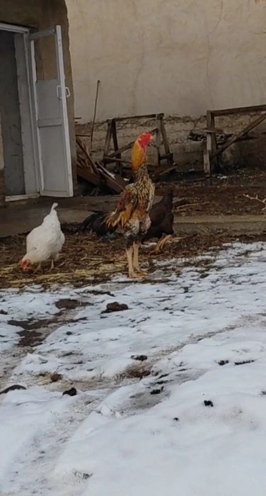 Молодой дакан петух на продаже