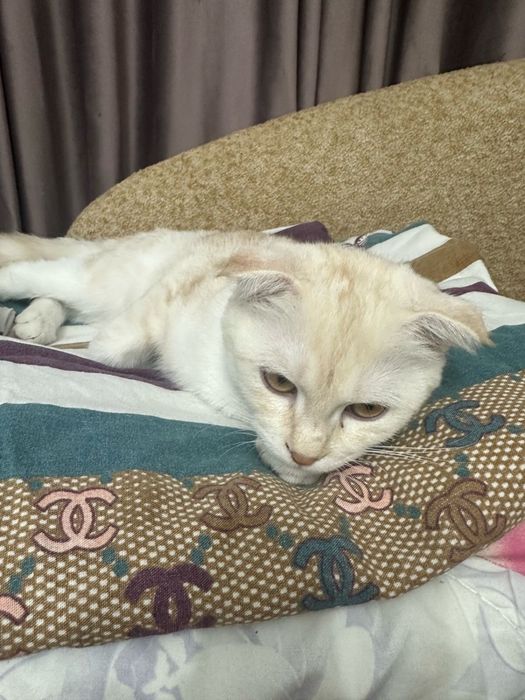 Продам котёнка  в хорошие руки