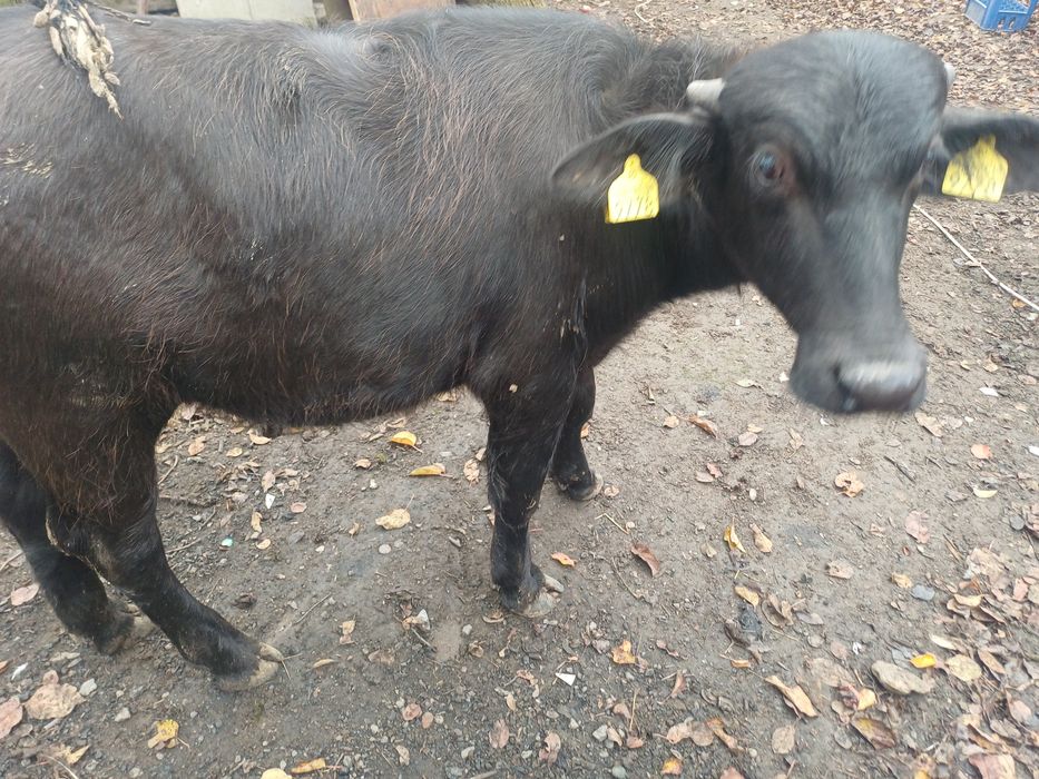 Vitei bivol crescuți natural ( vitel tauras taur vitica )