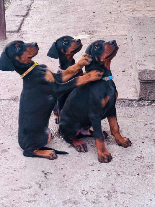 Доберманчета с родословни родители